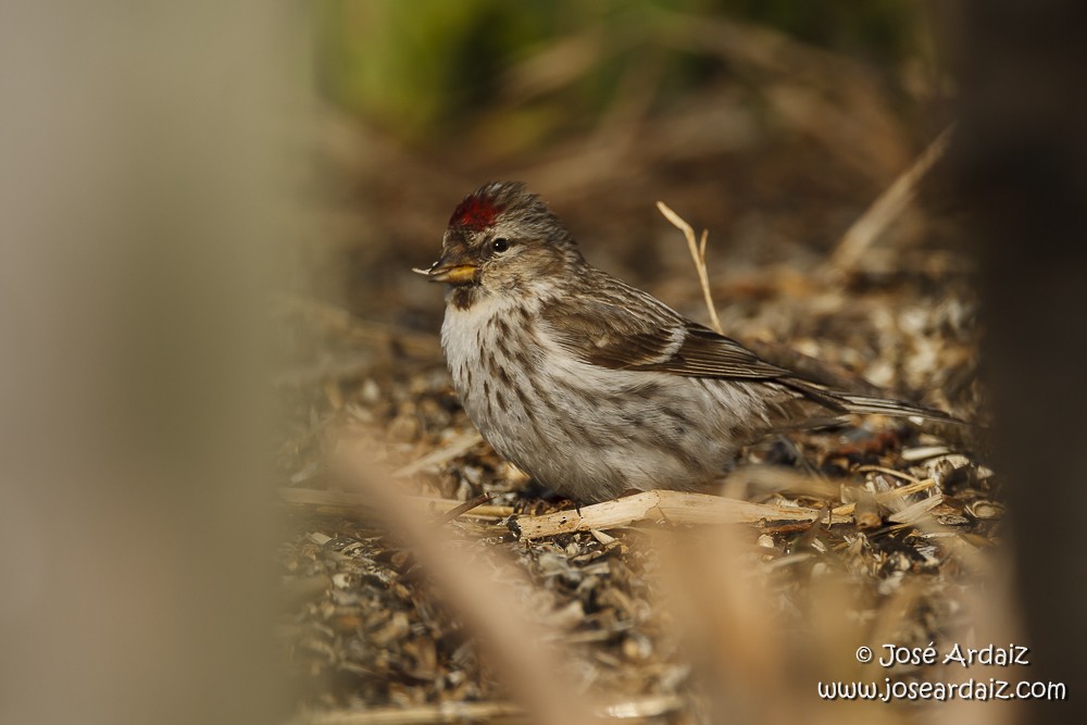 Common Redpoll - ML104509711