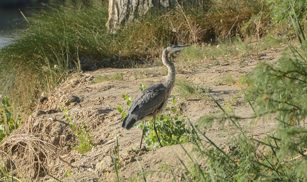 Great Blue Heron - ML104510151