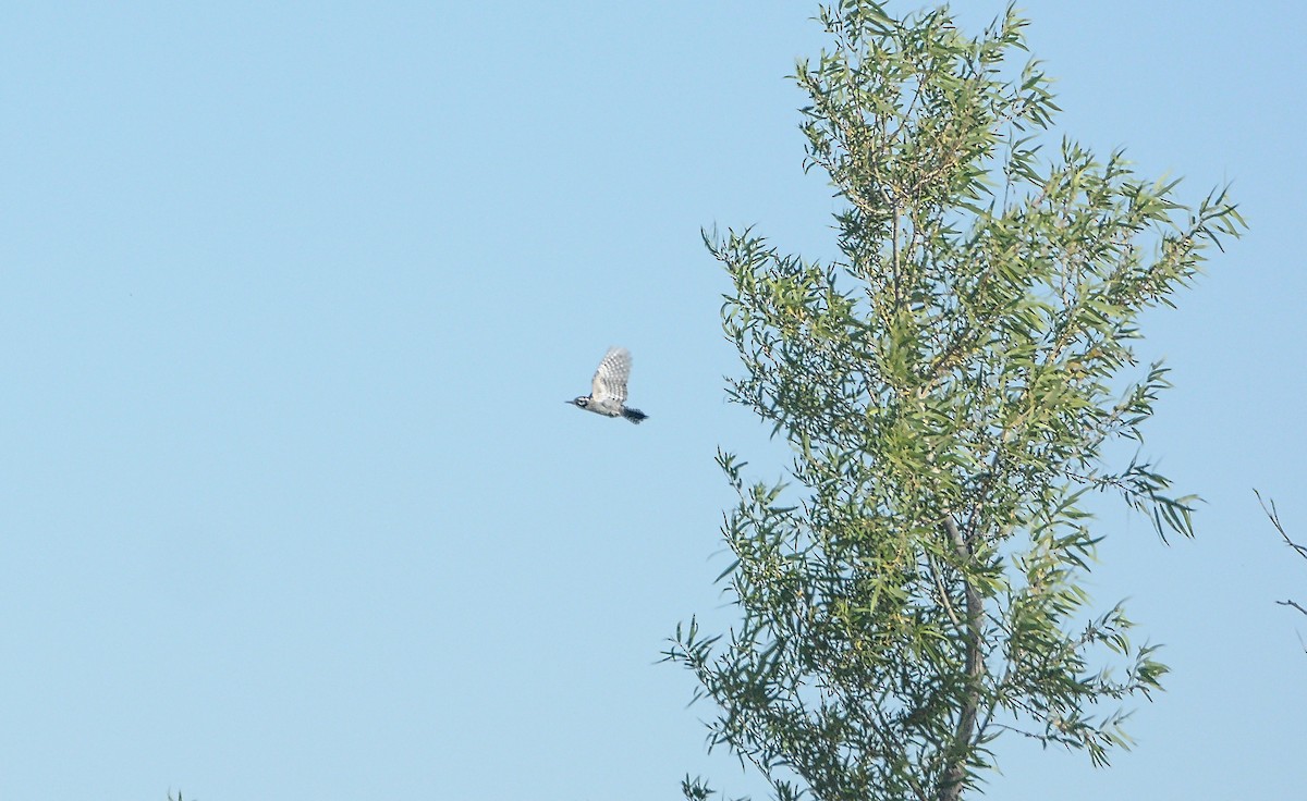 Ladder-backed Woodpecker - Douglas Hall