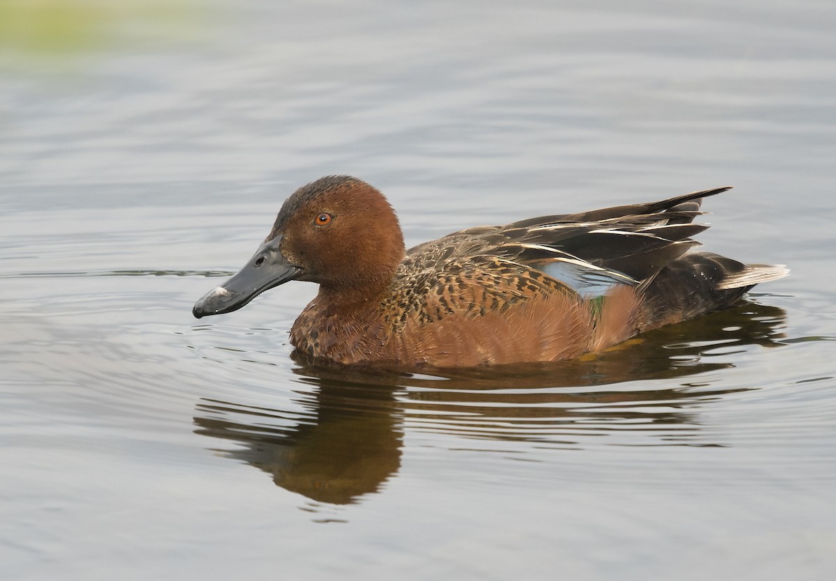 Cinnamon Teal - ML104510621