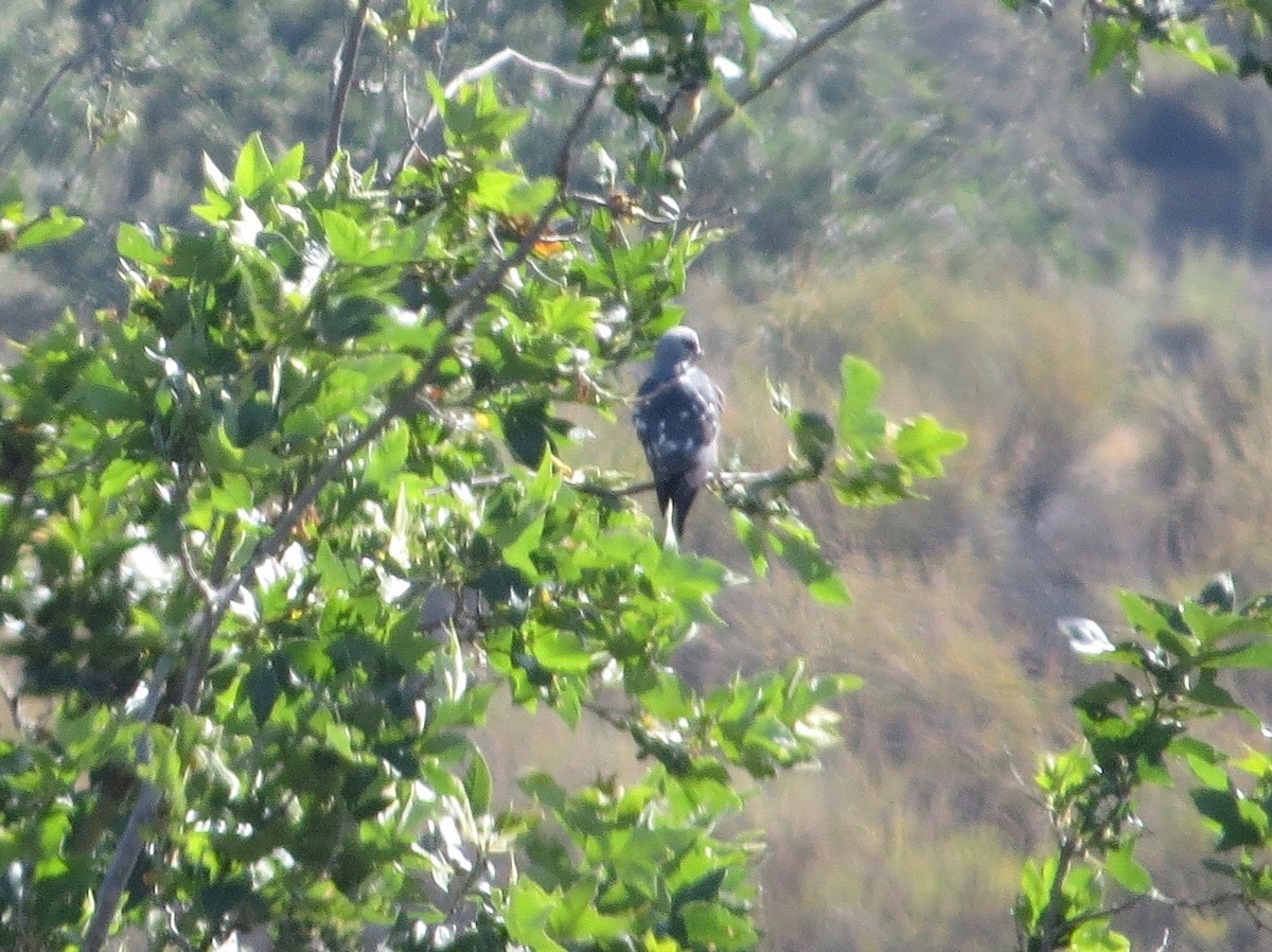 Mississippi Kite - ML104511961