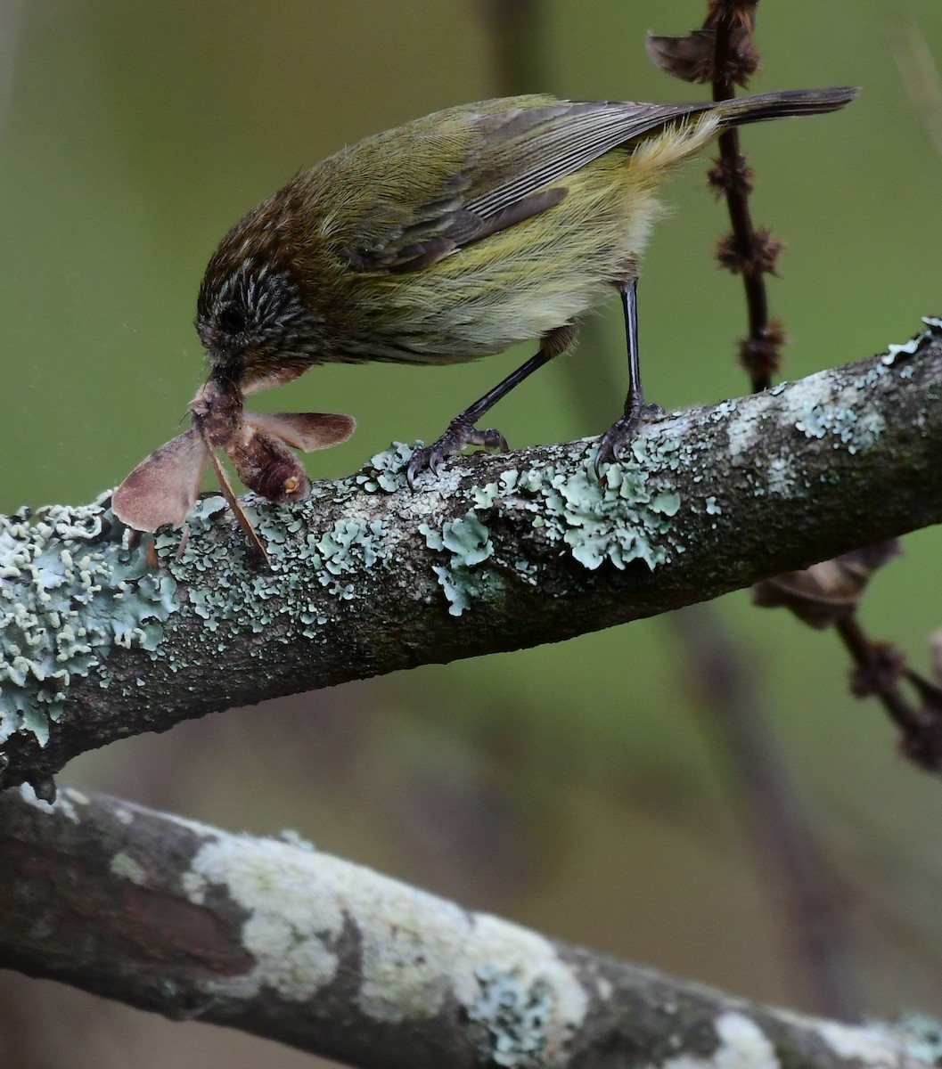 Striated Thornbill - Roy Burgess