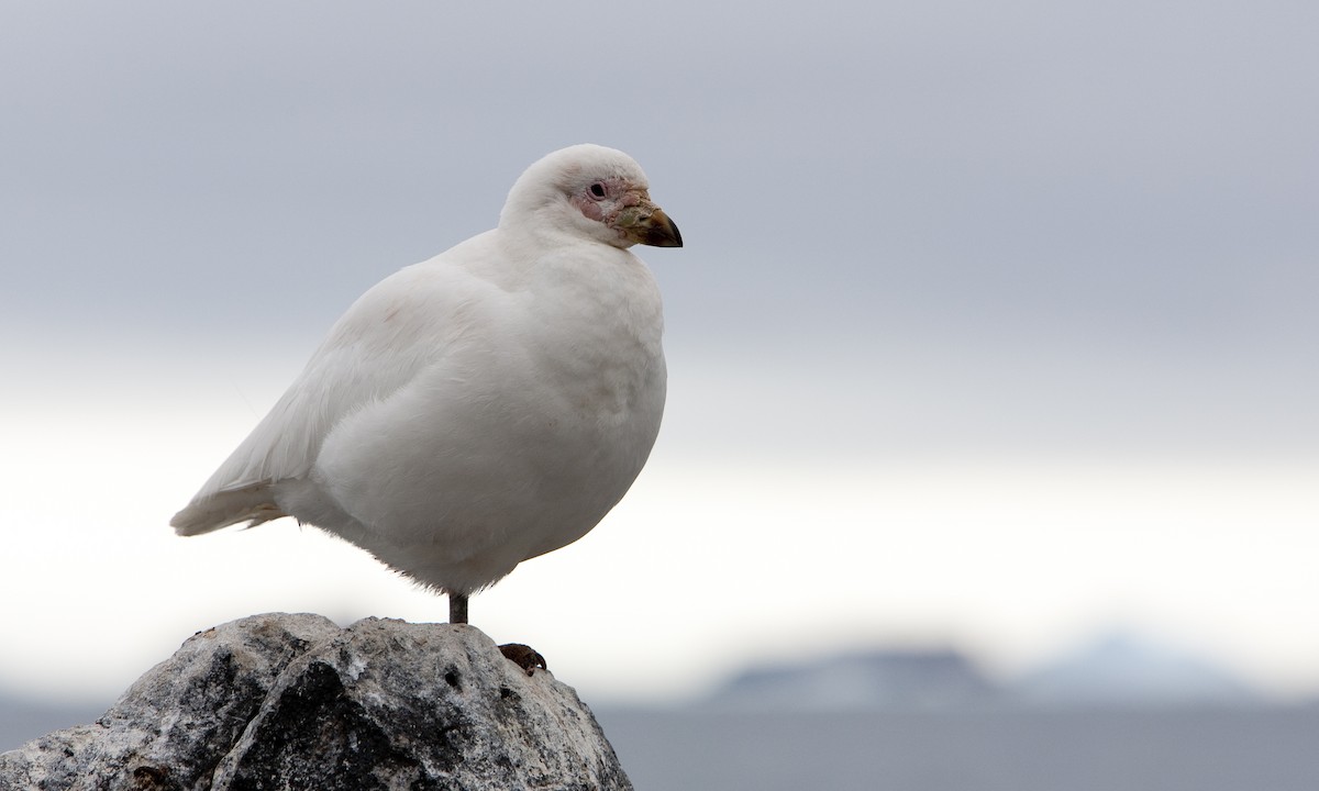 Snowy Sheathbill - ML104513231