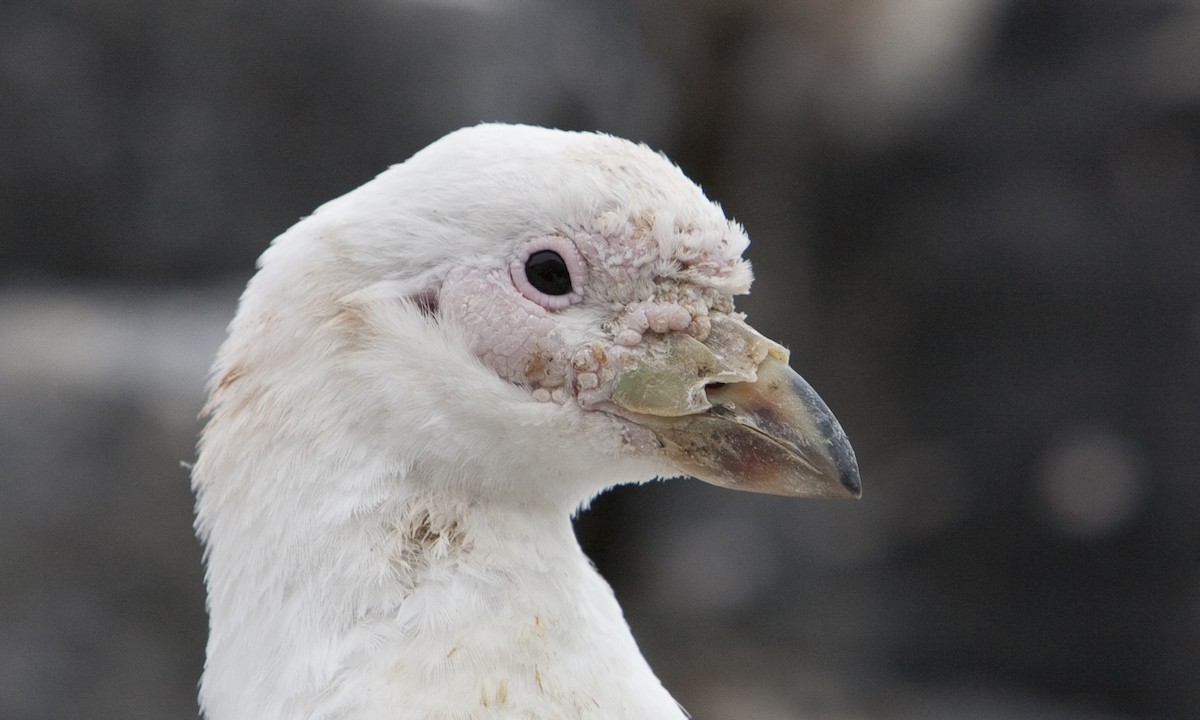 Snowy Sheathbill - ML104513241