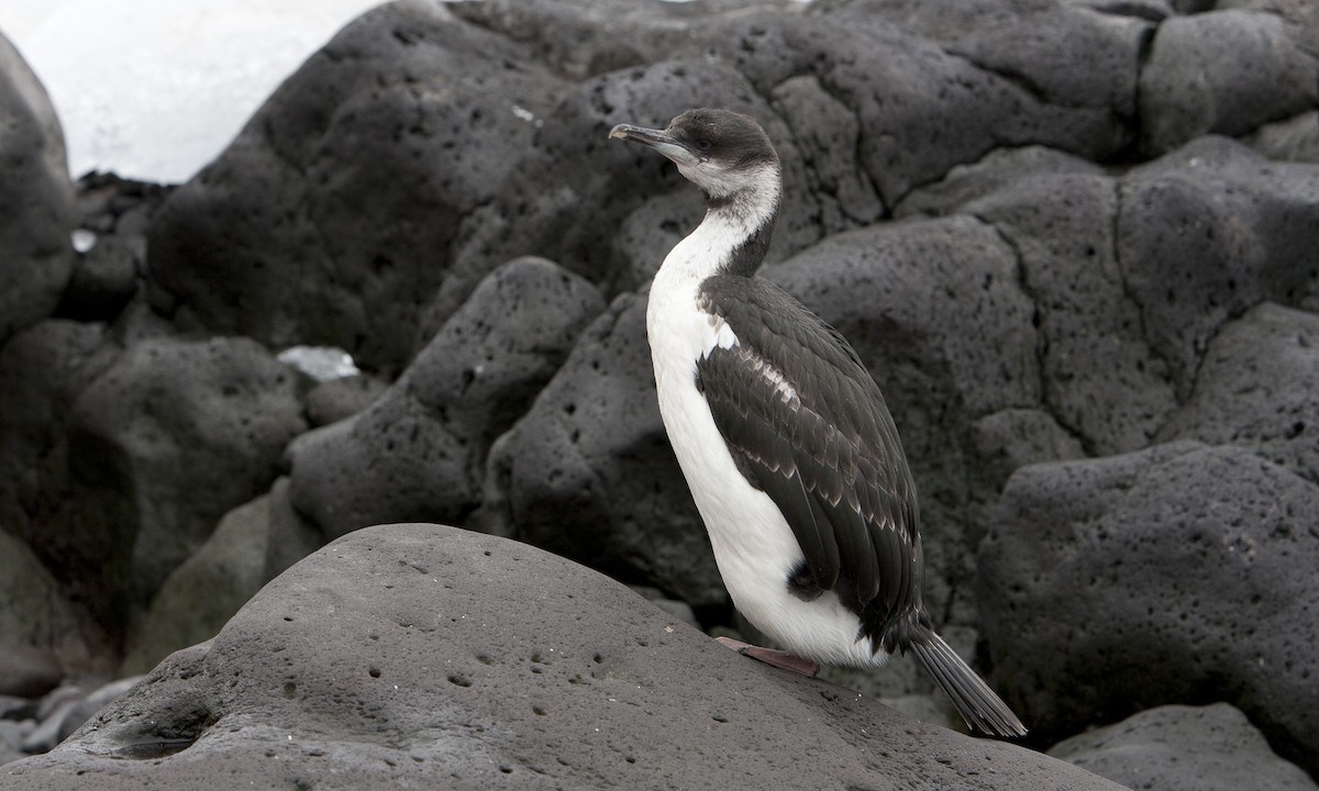 Antarctic Shag - ML104513301