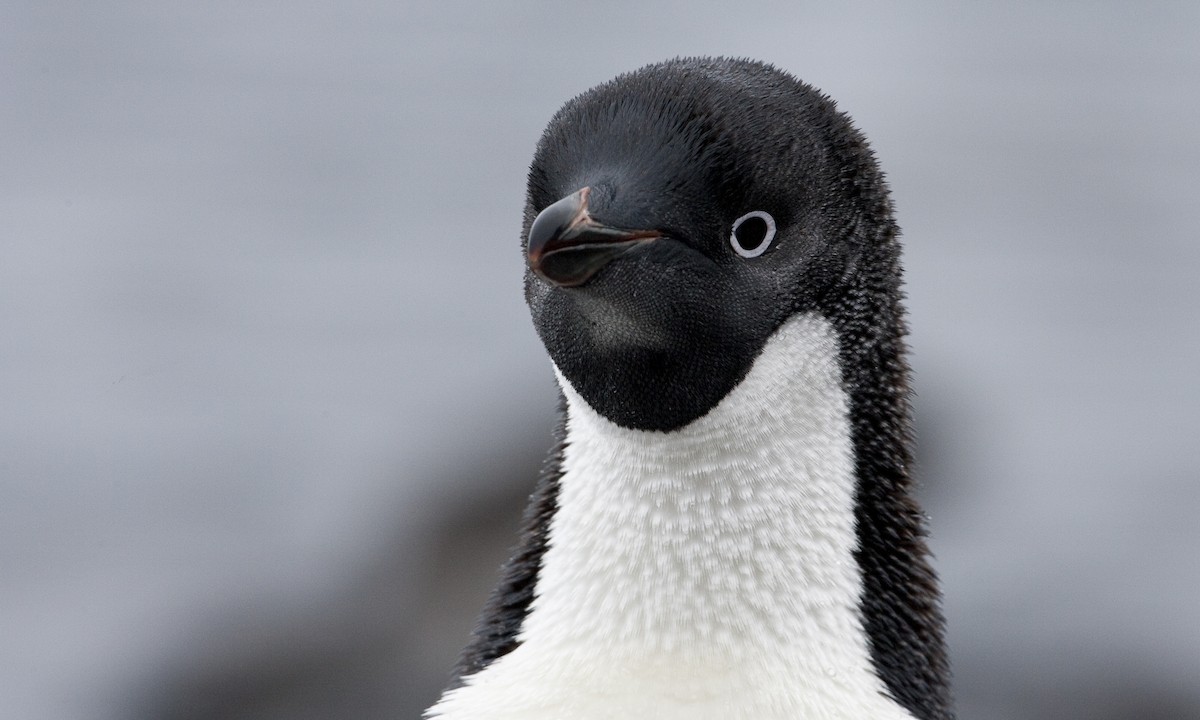 Adelie Penguin - Brian Sullivan
