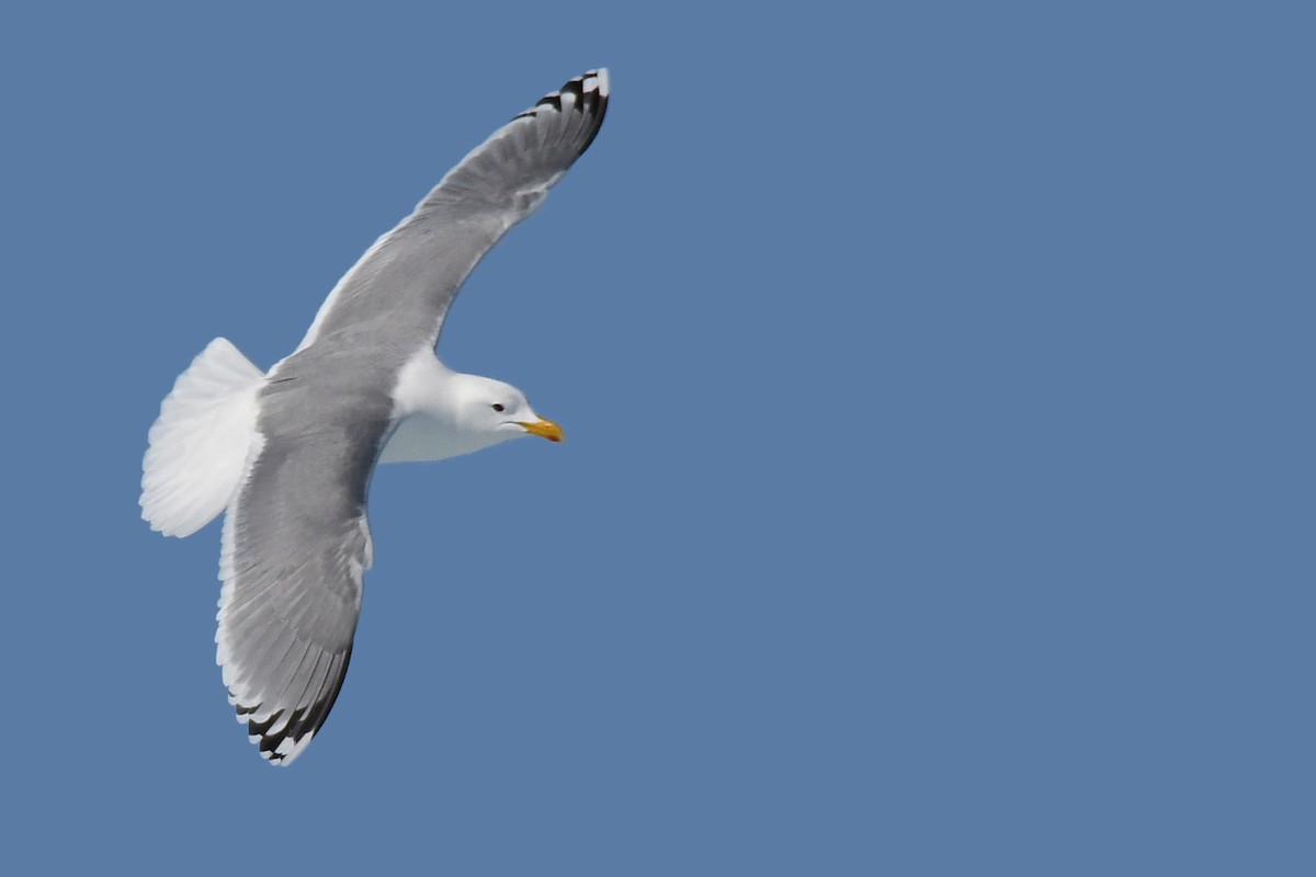 Iceland Gull (Thayer's) - ML104515111