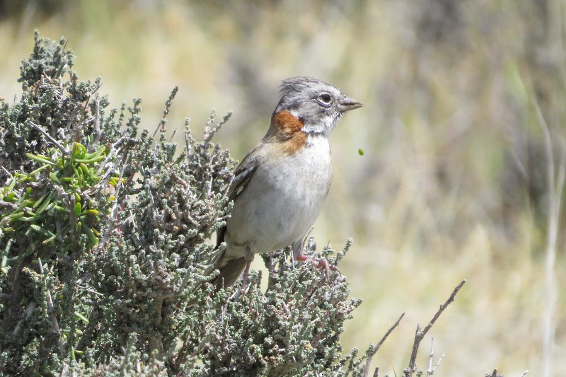 Rufous-collared Sparrow (Patagonian) - ML104515271