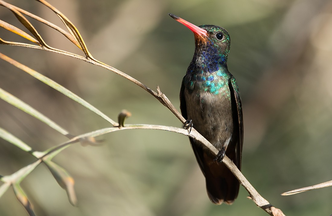 Rufous-throated Sapphire - LUCIANO BERNARDES