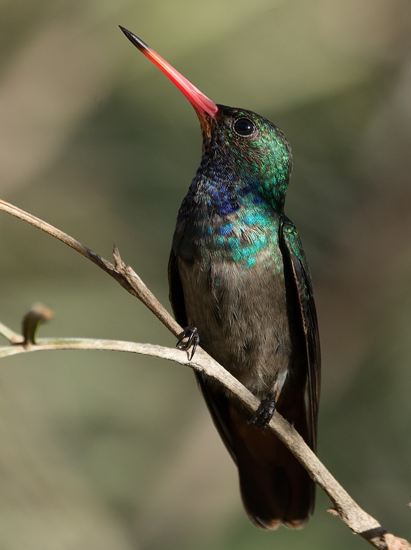 kolibřík savanový - ML104515531