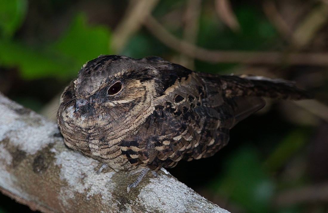 Common Pauraque - LUCIANO BERNARDES