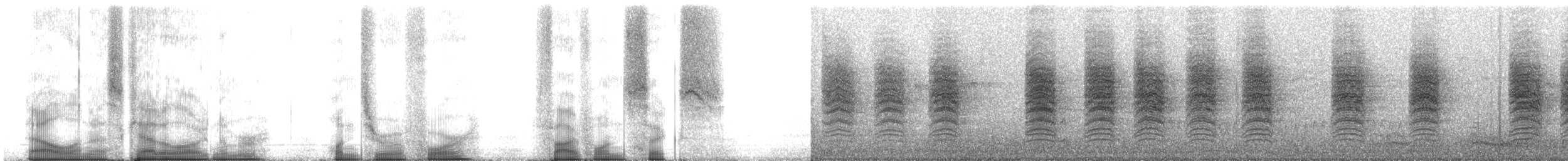 krattmyggsmett (innotata) - ML104516