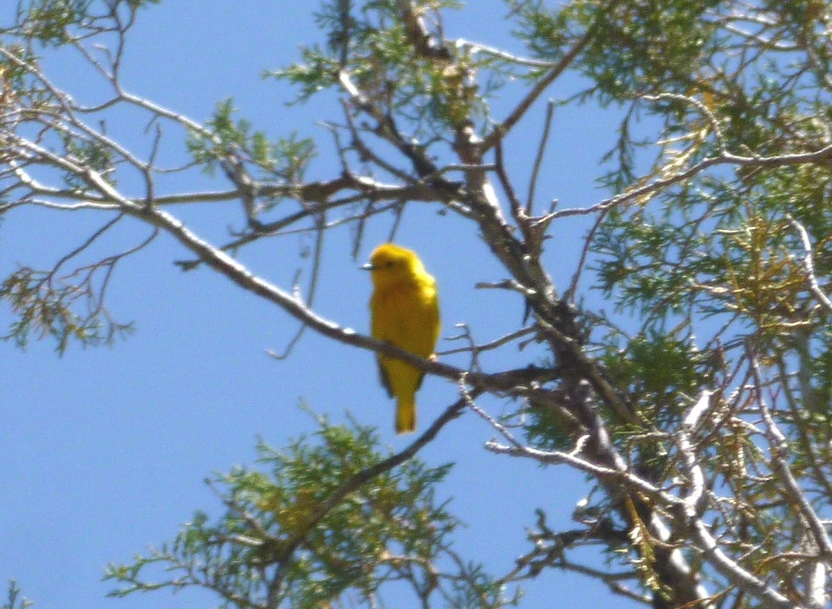 Paruline jaune - ML104516781