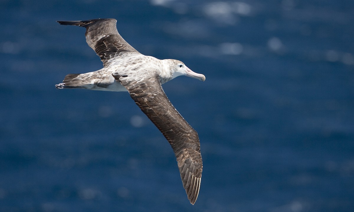 albatros stěhovavý - ML104516791