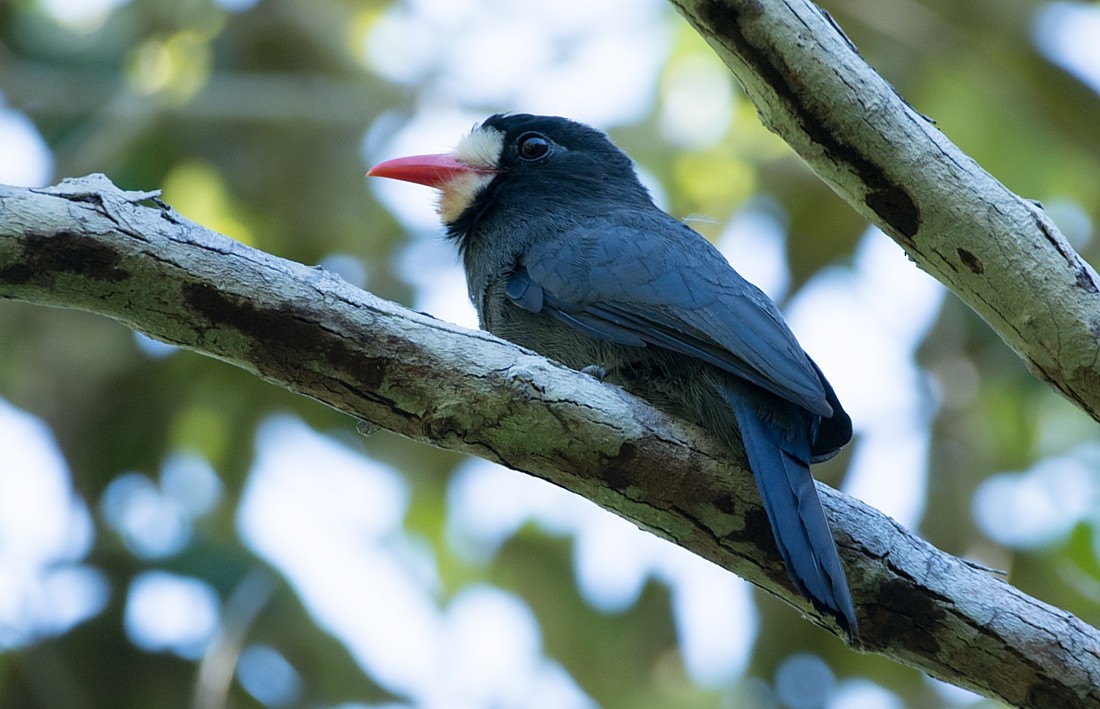 Weißstirn-Faulvogel - ML104516981