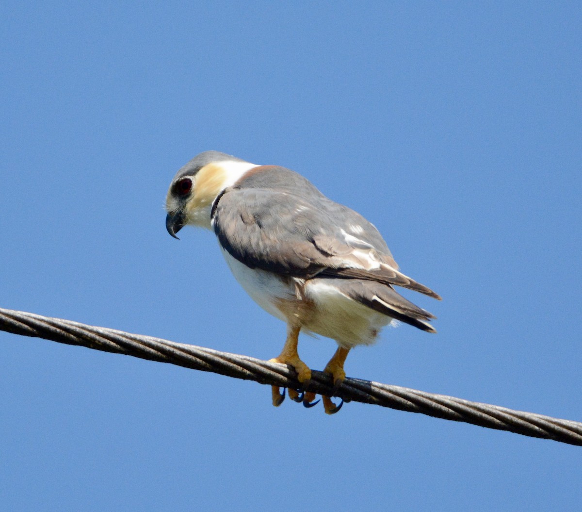 Pearl Kite - ML104518111