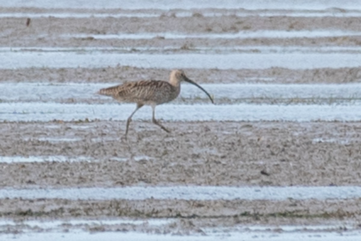 Far Eastern Curlew - ML104518201