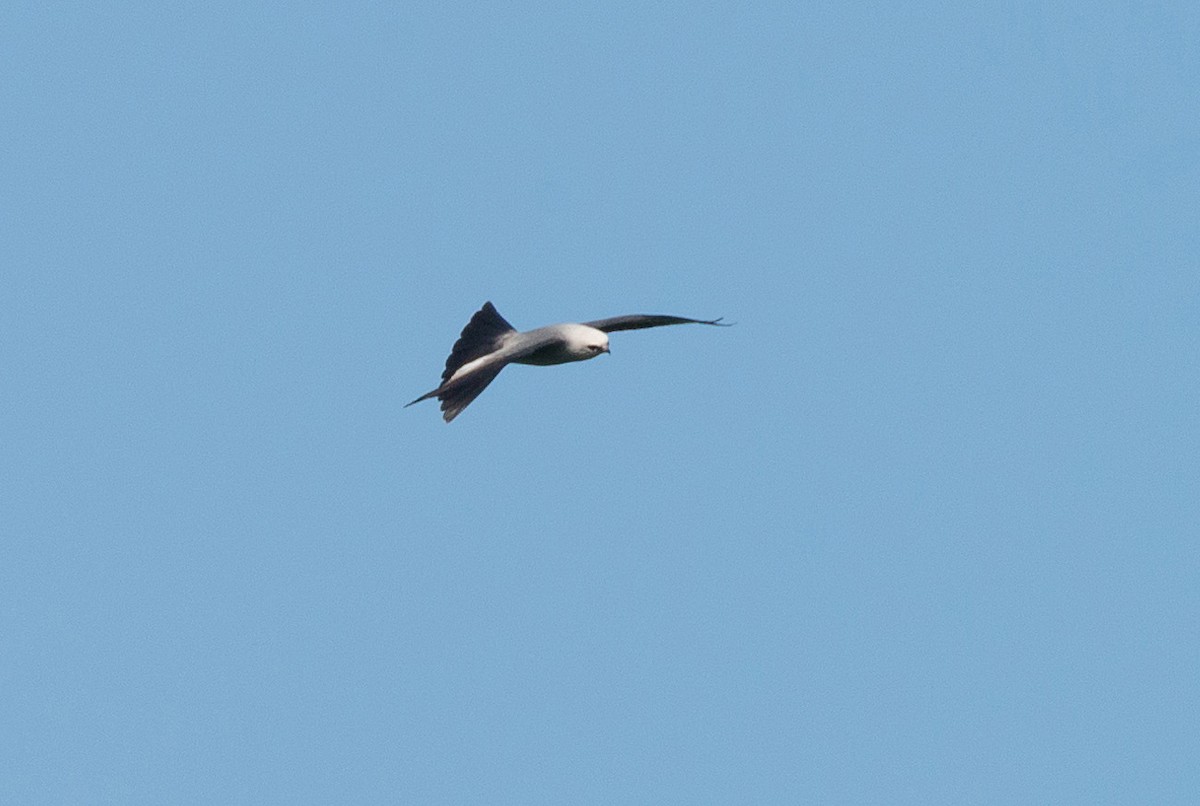 Mississippi Kite - ML104518301