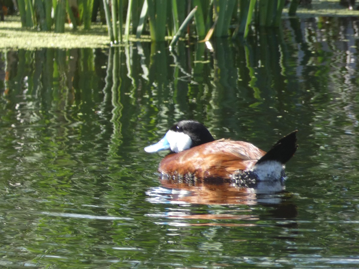 Ruddy Duck - ML104518391