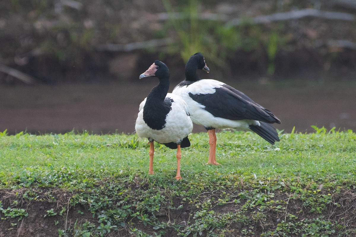 Magpie Goose - ML104518491