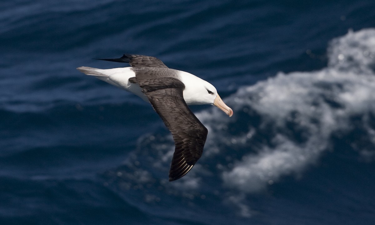 Albatros à sourcils noirs (melanophris) - ML104519171