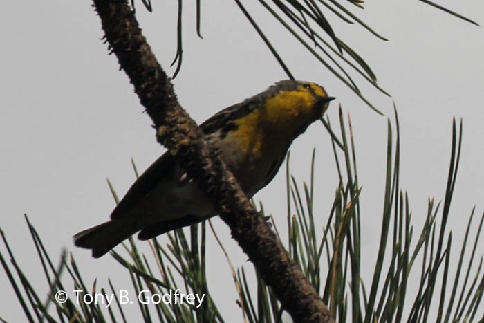 Grace's Warbler - ML104519281