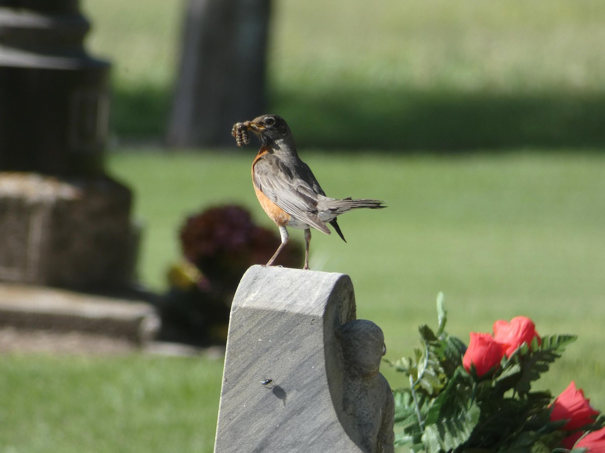 American Robin - ML104519671