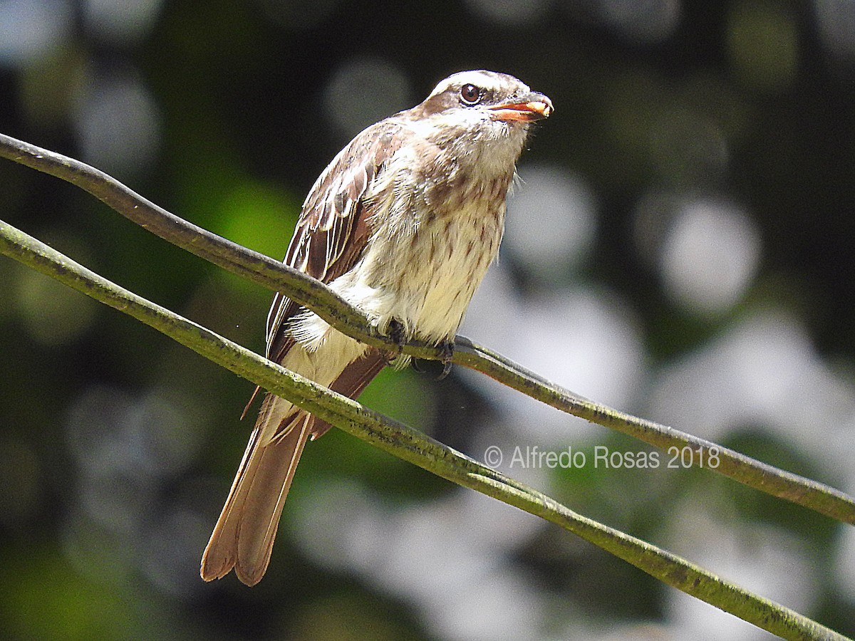 Variegated Flycatcher - Alfredo Rosas