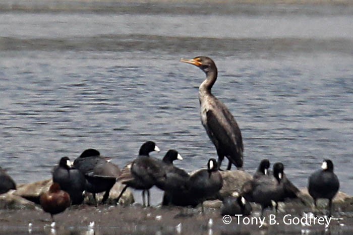 Double-crested Cormorant - Tony Godfrey