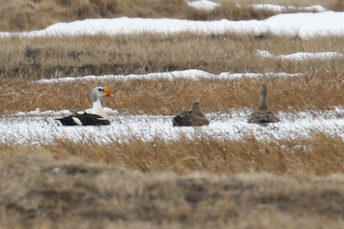 King Eider - ML104521701