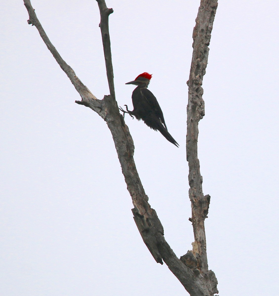 Pileated Woodpecker - ML104523381