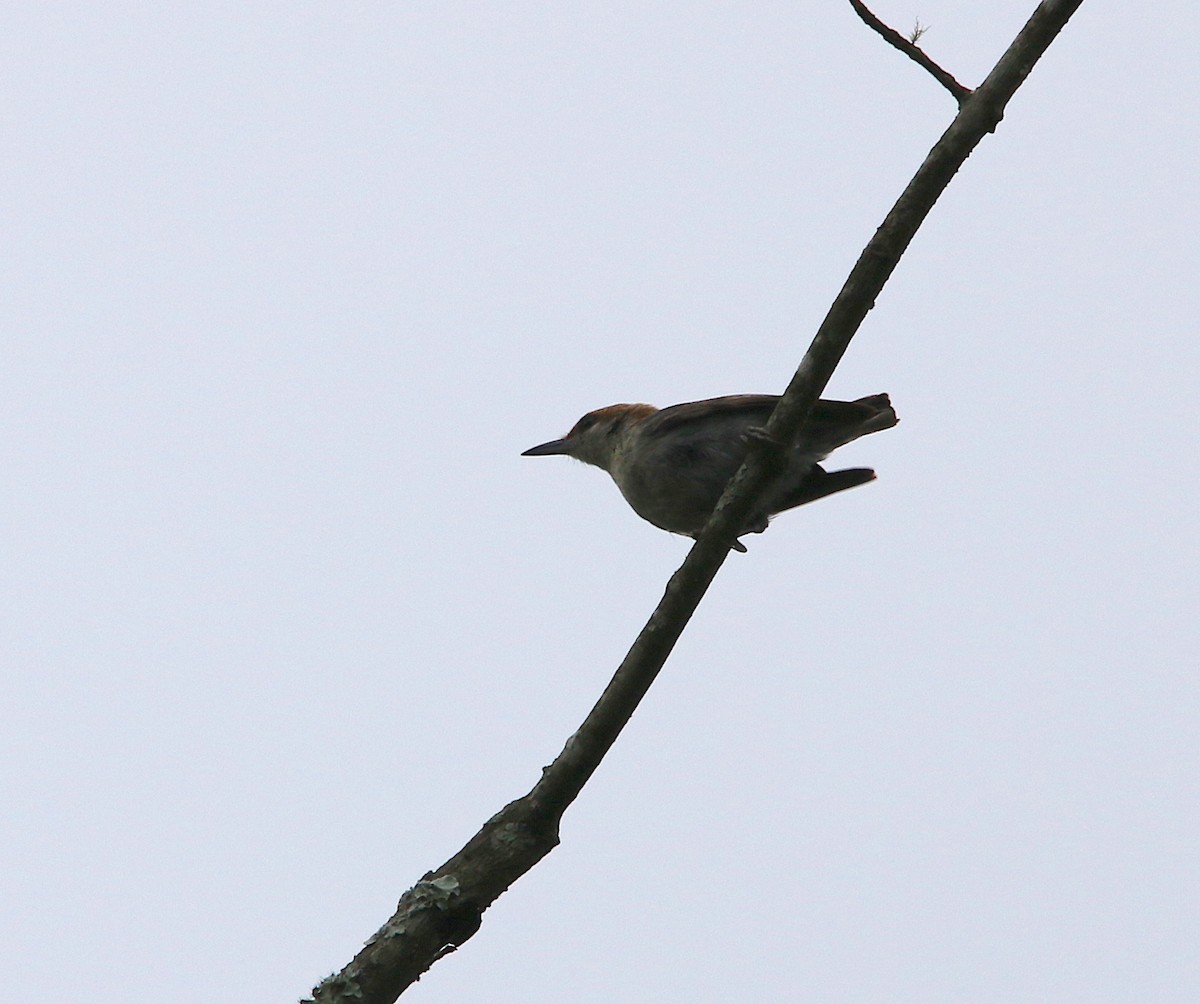Brown-headed Nuthatch - ML104523581