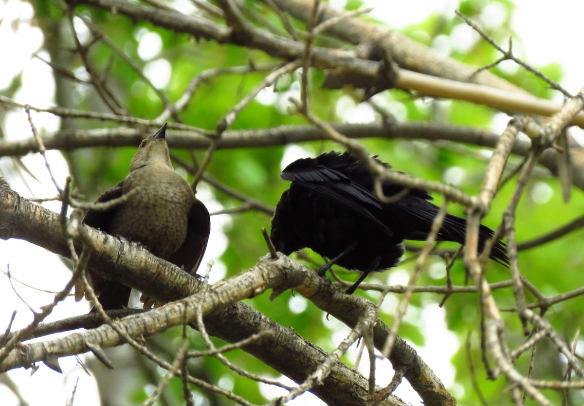 Brown-headed Cowbird - ML104524561