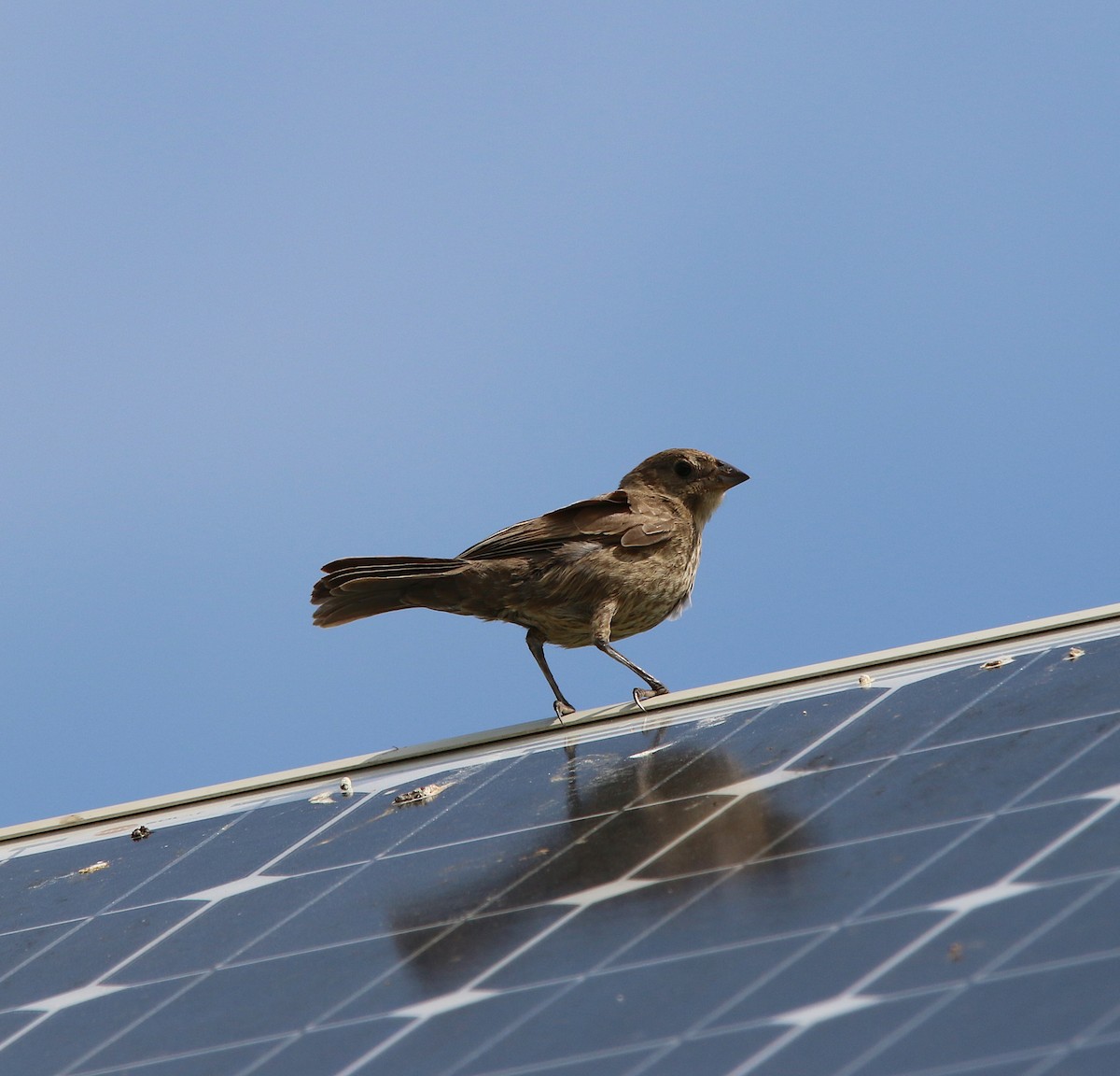 Brown-headed Cowbird - ML104524651