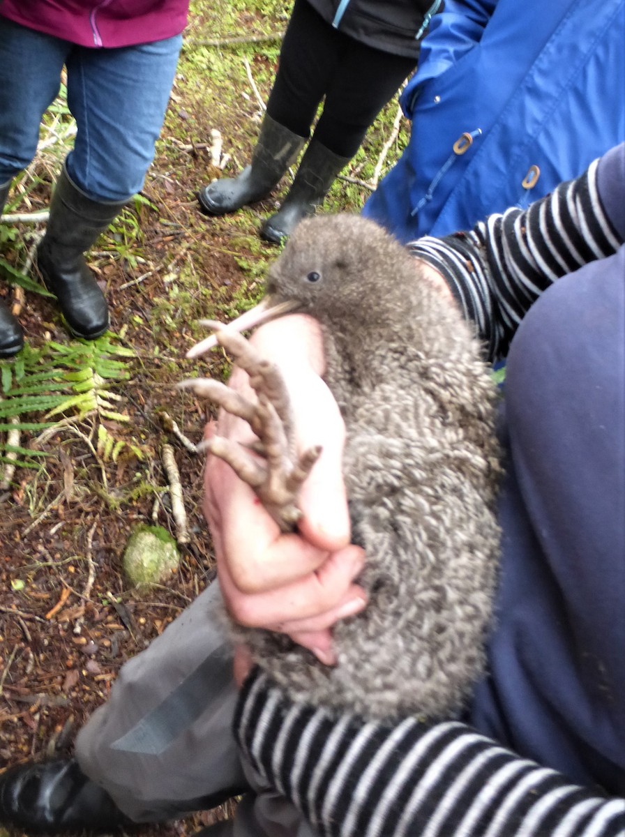 Great Spotted Kiwi - ML104525251