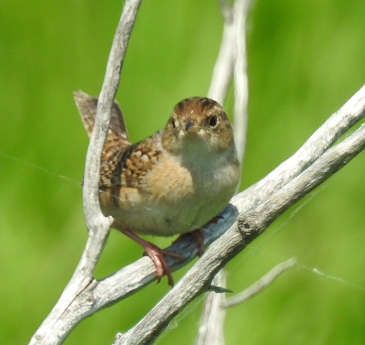 Sedge Wren - ML104525511