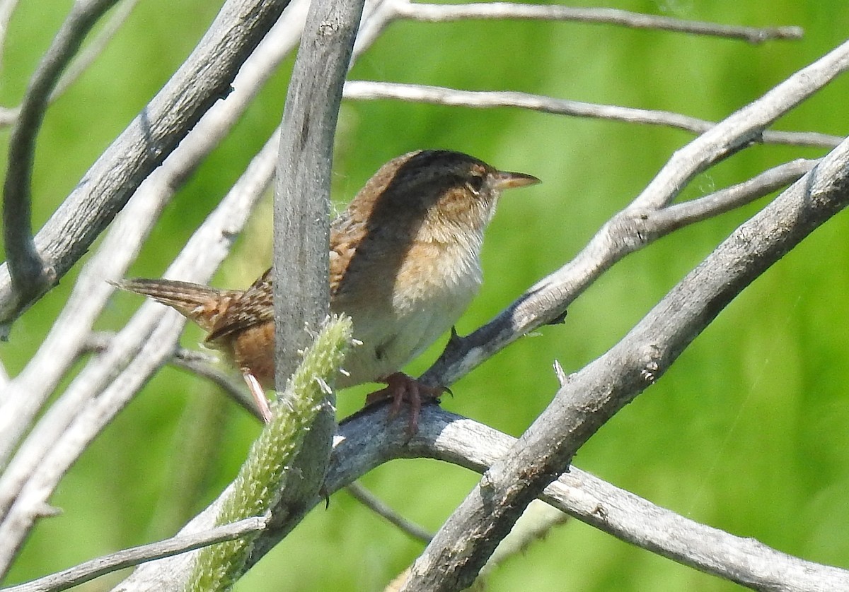 Sedge Wren - ML104525521