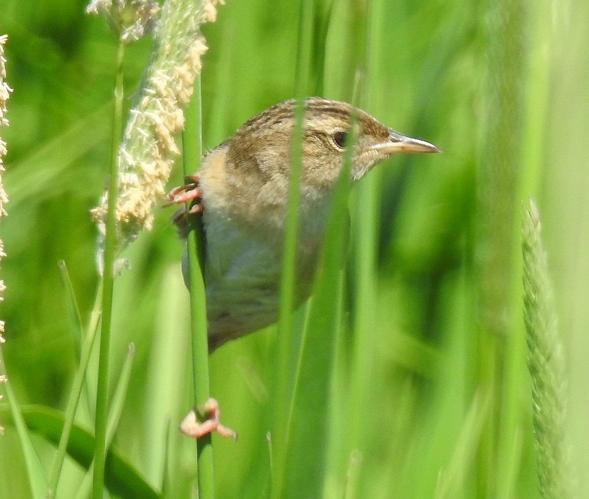 Sedge Wren - ML104525531