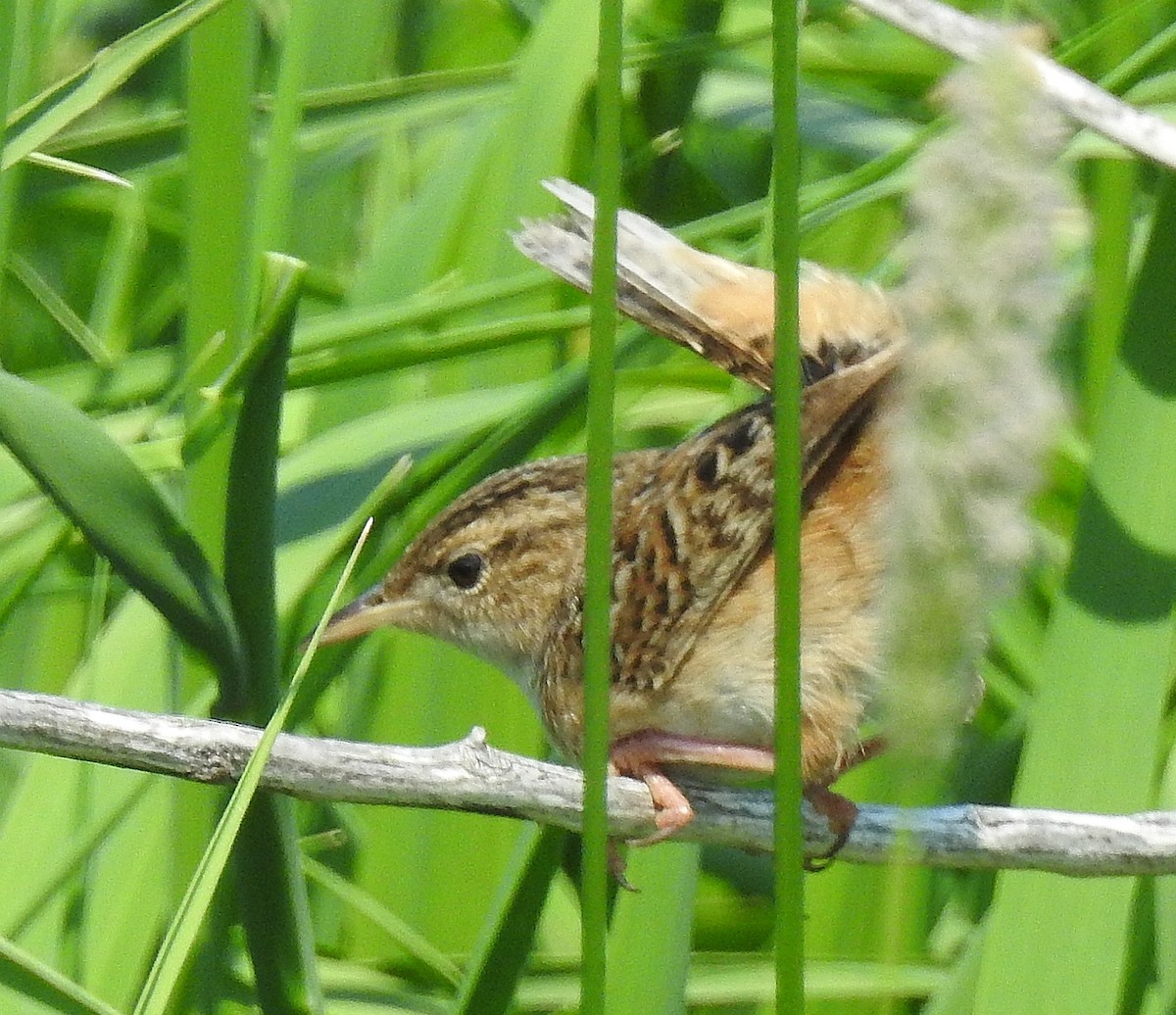 Sedge Wren - ML104525541