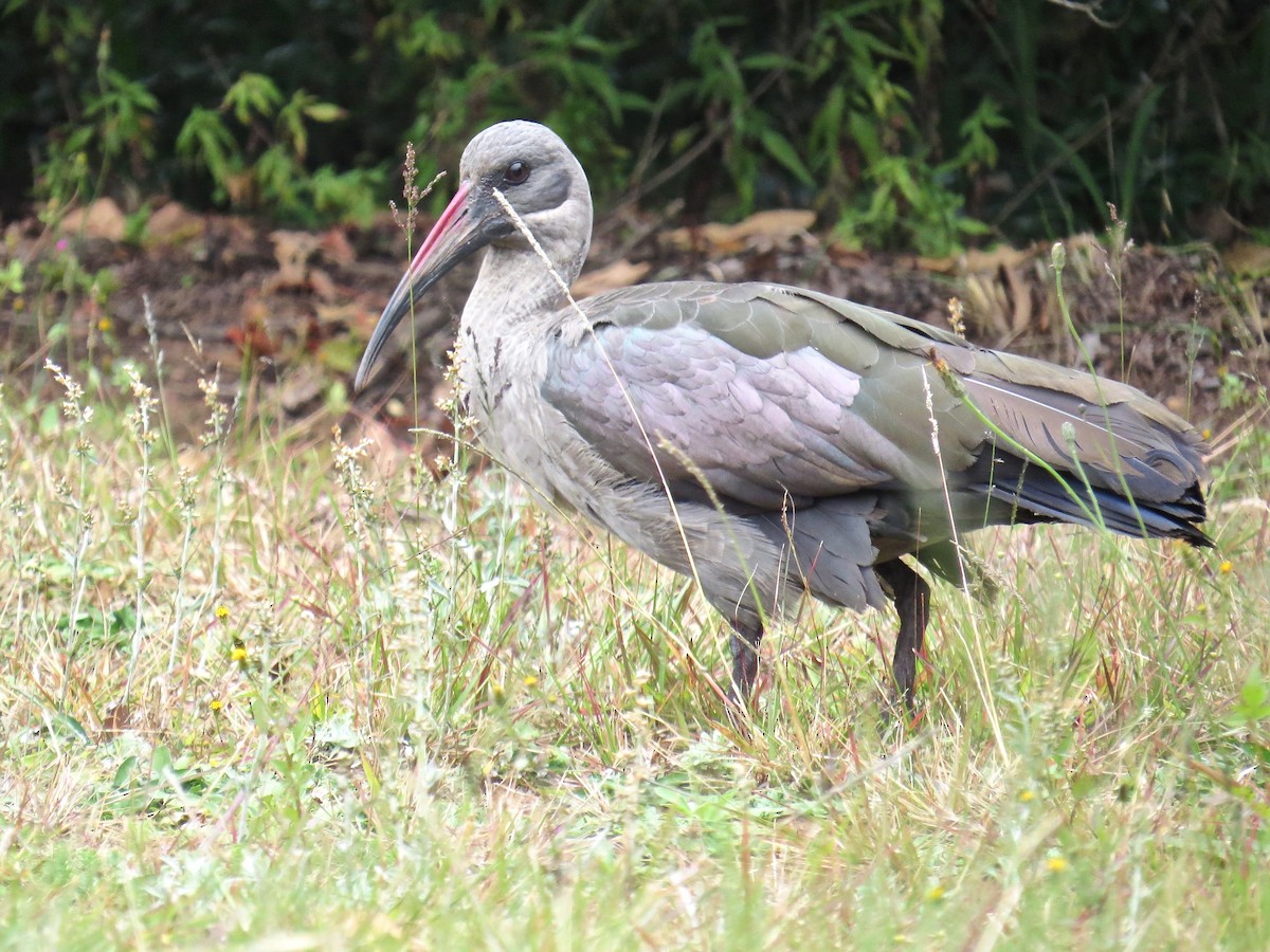 ibis hagedaš - ML104526401