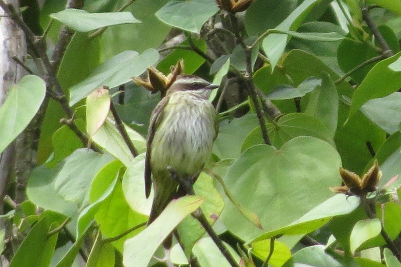 Piratic Flycatcher - ML104526751