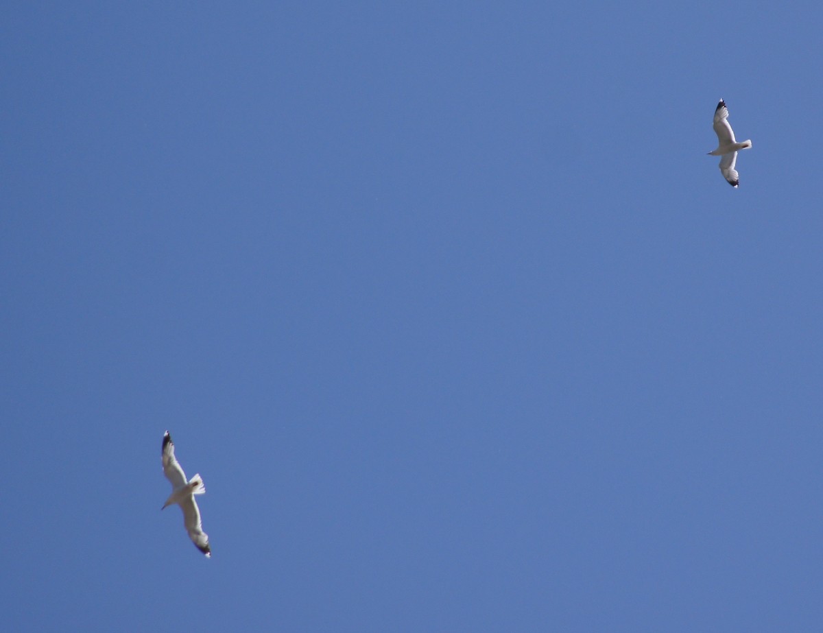 California Gull - ML104527451