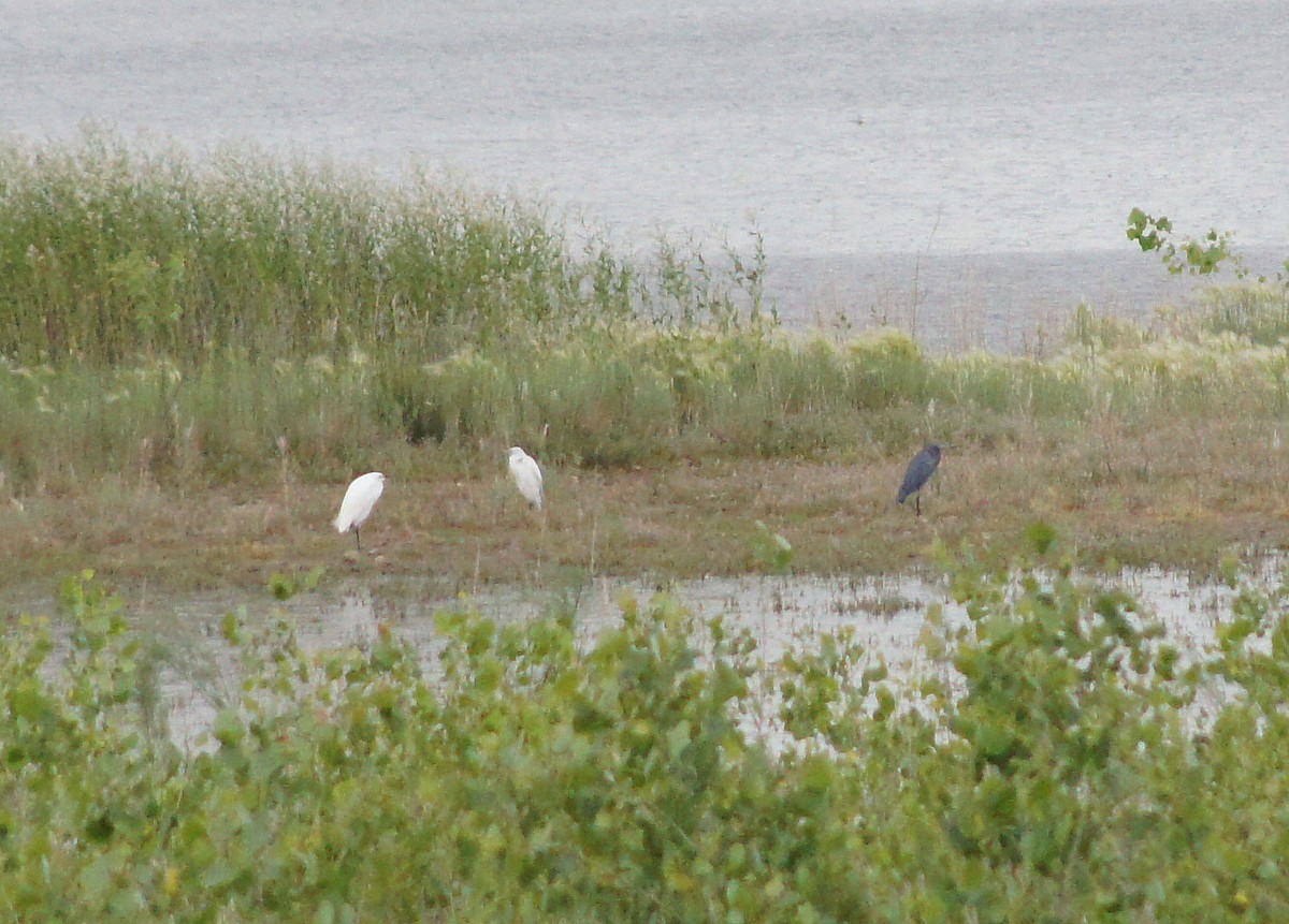 Little Blue Heron - ML104527521