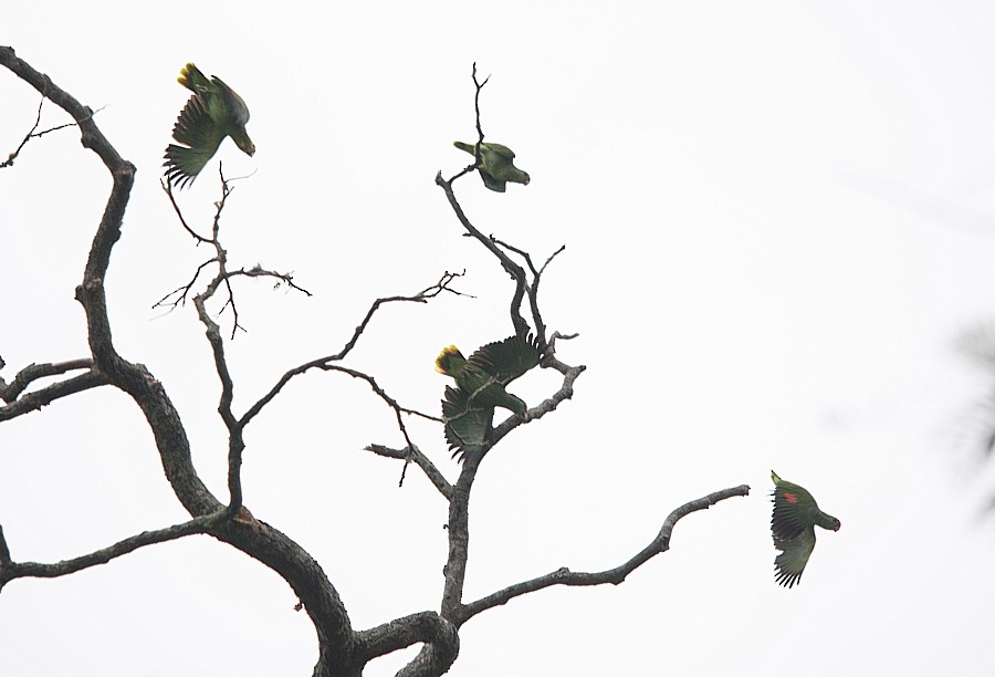 Red-browed Parrot - ML104528191