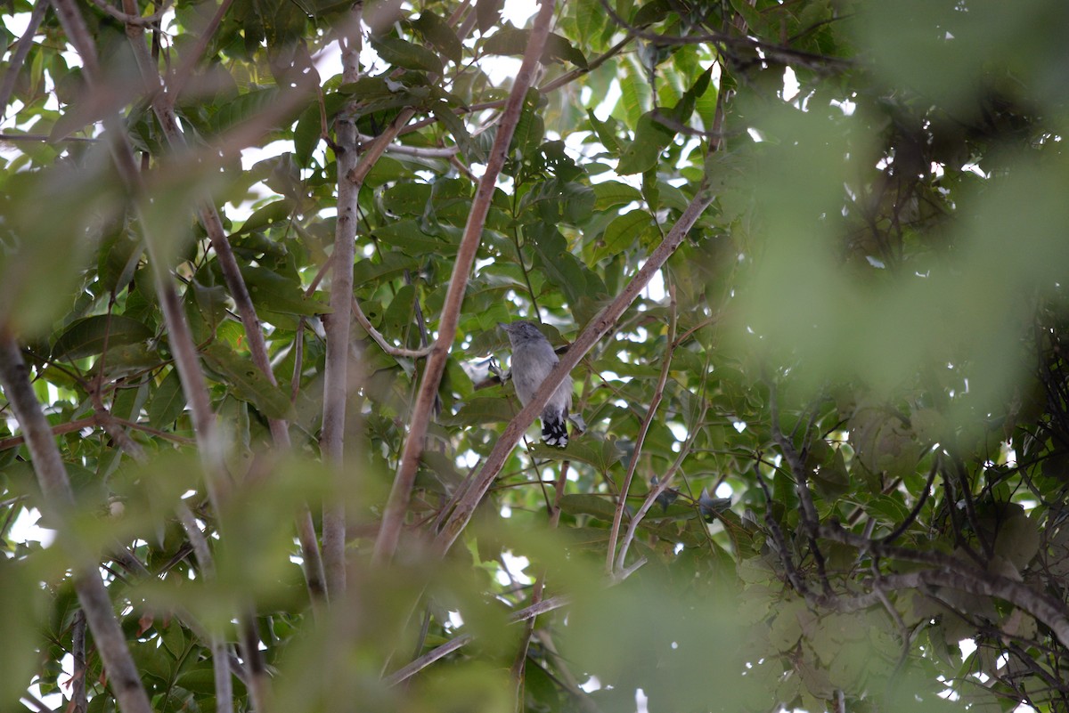 Sooretama Slaty-Antshrike - ML104528551