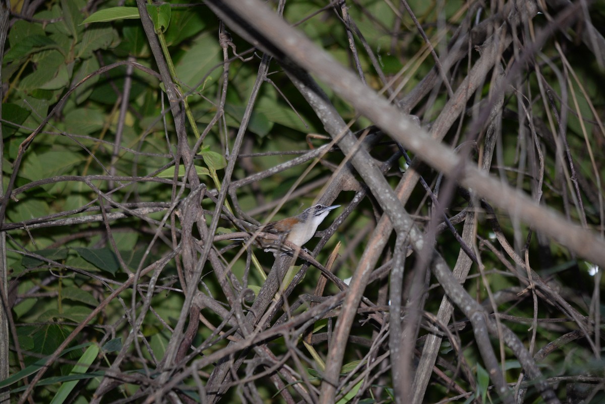 Moustached Wren - ML104528631