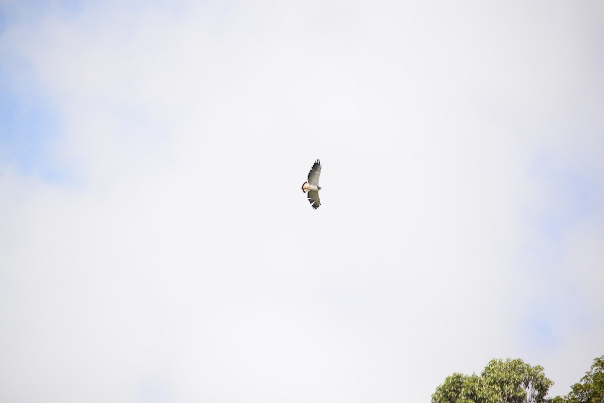 White-tailed Hawk - ML104528851