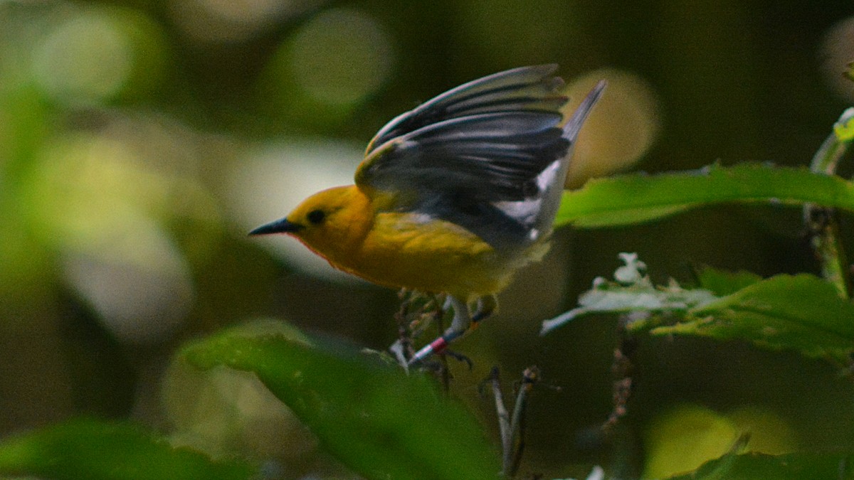 Prothonotary Warbler - ML104530201