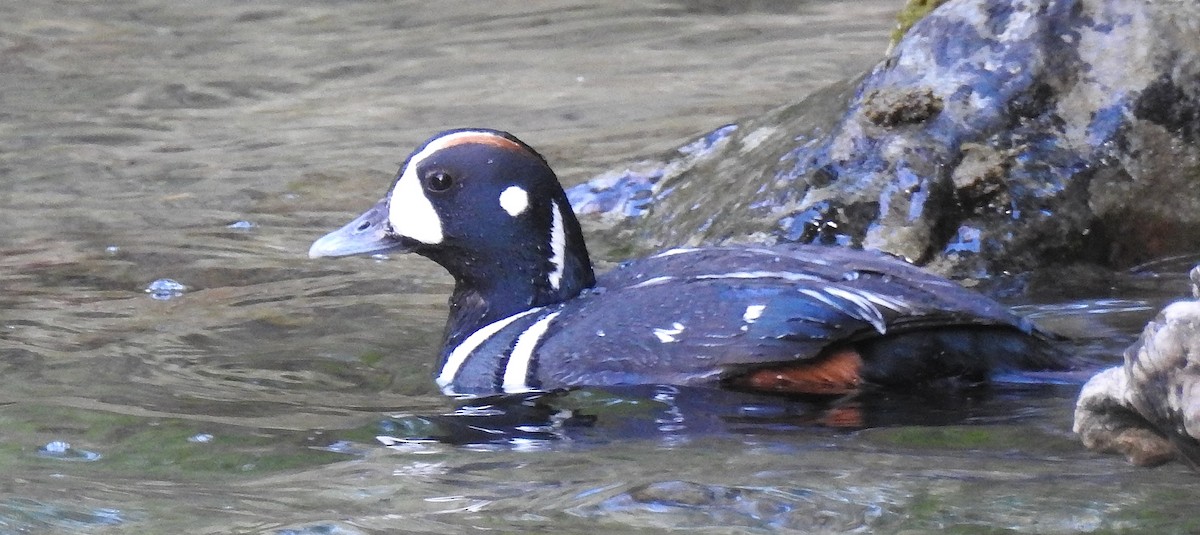 Harlequin Duck - Pat Grantham