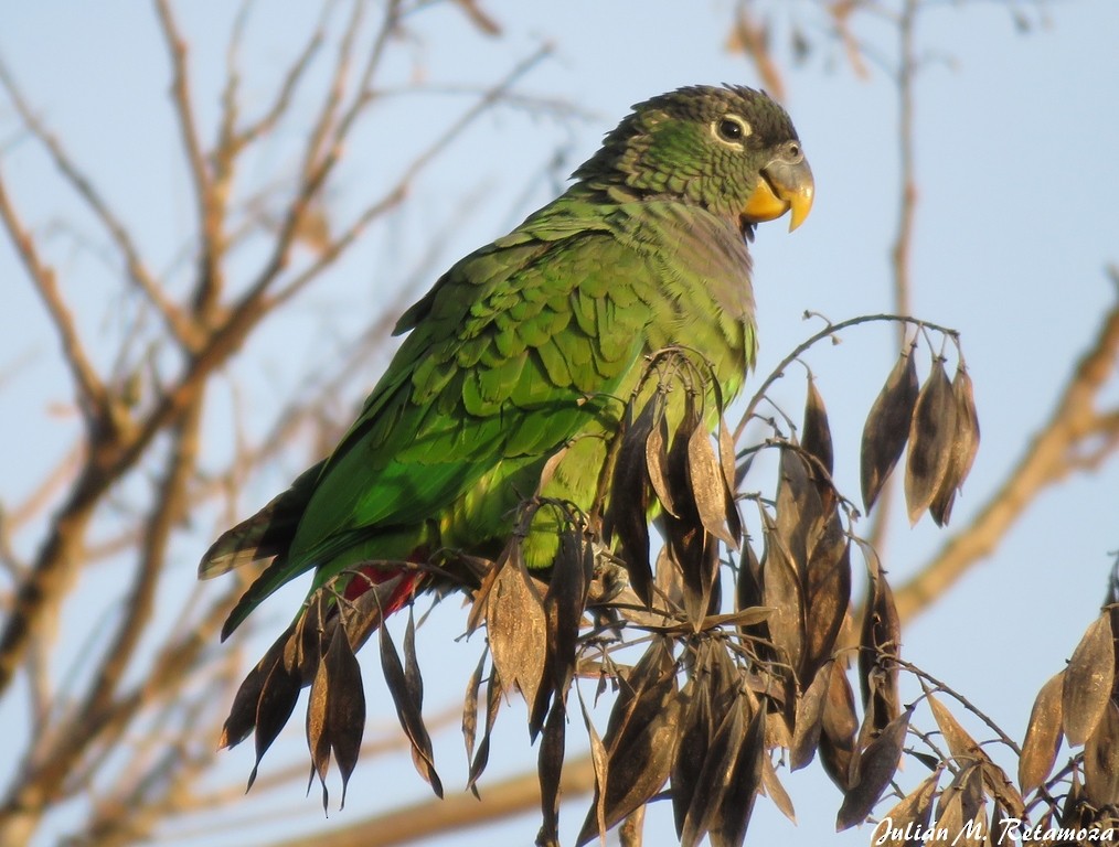 Scaly-headed Parrot - Julián Retamoza